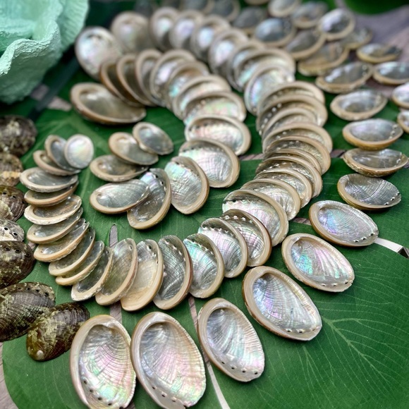 15 GREEN ABALONE SEASHELLS MIXED LOT CRAFTING DIY SUPPLIES COASTAL BEACH DECOR - Picture 9 of 16